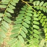 Cordyla africana Leaf