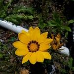 Gazania rigensЦветок