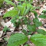 Rubus nigricans Blatt