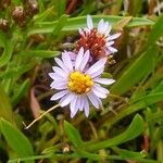 Tripolium pannonicum 花
