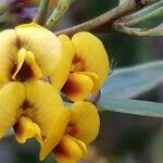 Daviesia latifolia Flower