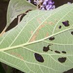 Cornutia pyramidata Hoja