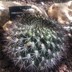 Gymnocalycium saglionis Leaf