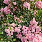 Rosa gallica 整株植物