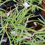 Ipheion uniflorum Habitus