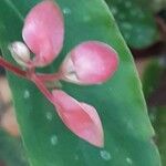 Begonia maculata Fiore