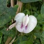 Centrosema pubescens Kvet