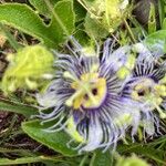 Passiflora caeruleaFlower