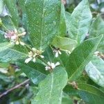 Polysphaeria multiflora Kukka