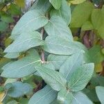 Lonicera japonica Leaf