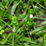 Cyperus brevifolius Leaf