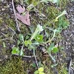 Antennaria plantaginifolia Blatt