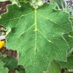 Solanum mammosum Leaf