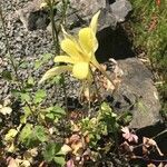 Aquilegia chrysantha Habitus