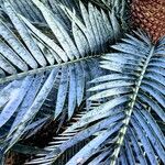 Encephalartos lehmannii ഇല