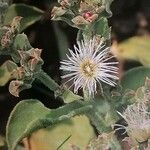 Mesembryanthemum crystallinum Blüte