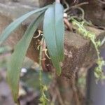 Rhipidoglossum longicalcar Hoja