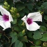 Ipomoea pandurata Flor