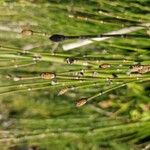 Equisetum hyemale Folla