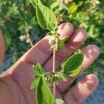 Lippia origanoides Ліст