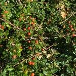 Cotoneaster horizontalisList