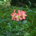 Etlingera corneri Flower