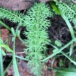 Achillea nobilisBlad