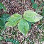 Anemonoides trifolia Blatt