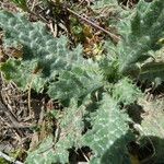 Tyrimnus leucographus Leaf