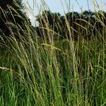 Arrhenatherum elatius Libunga