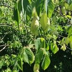 Staphylea trifolia Fruit