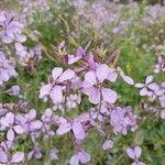 Moricandia arvensis Blomma