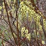 Stachyurus chinensis Hábitos