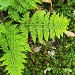 Dryopteris intermedia Hoja