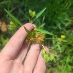 Ludwigia alternifolia Folio