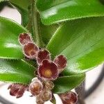 Aeschynanthus radicans Maua