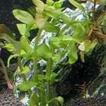 Bacopa caroliniana ഇല