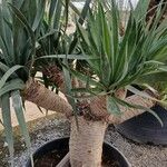 Dracaena draco 叶