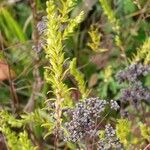 Odontites luteus Flower