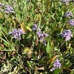 Limonium vulgareFlower