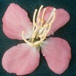 Rhexia virginica Цветок