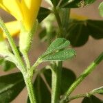 Genista monspessulana Corteza