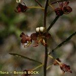 Cleome violacea Other