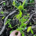 Carpesium cernuum Leaf