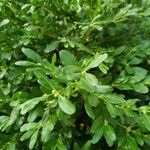 Buxus harlandii Leaf