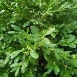 Buxus harlandii Levél