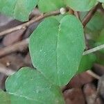 Fuchsia procumbens List