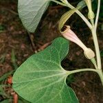 Aristolochia pallida Levél