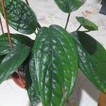 Monstera siltepecana Leaf