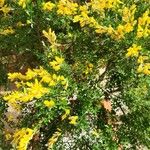 Genista pilosa Flower